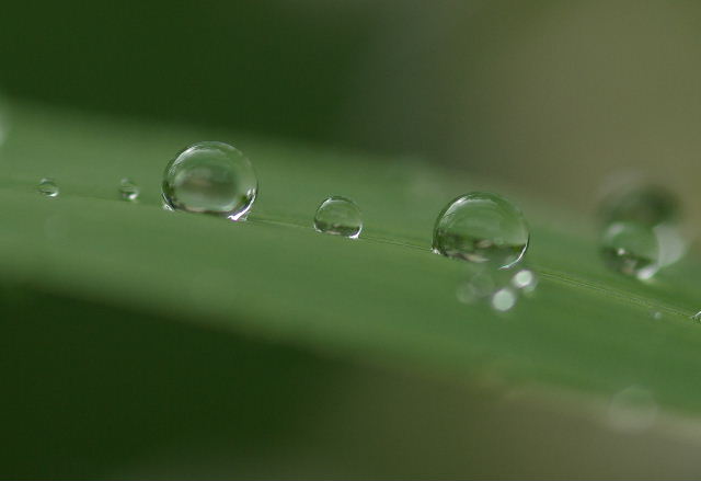 葉上の水滴
