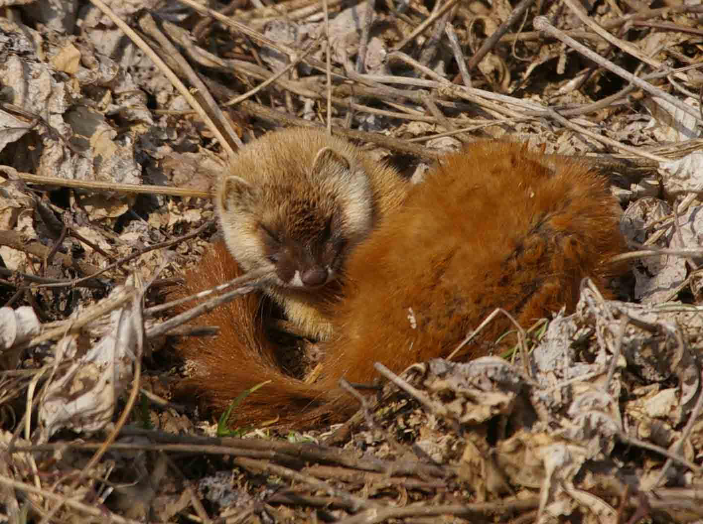 イタチ三昧 デジカメ片手に自然散歩