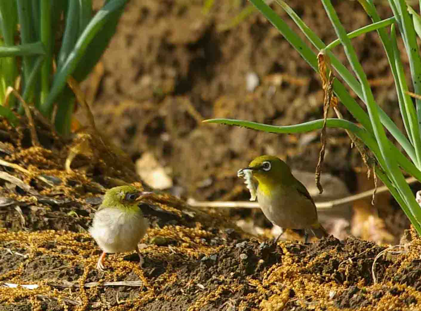 メジロの子育て デジカメ片手に自然散歩