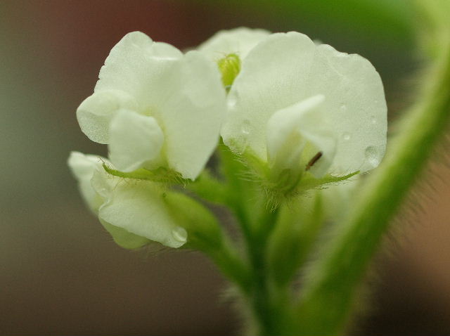 エダマメの花