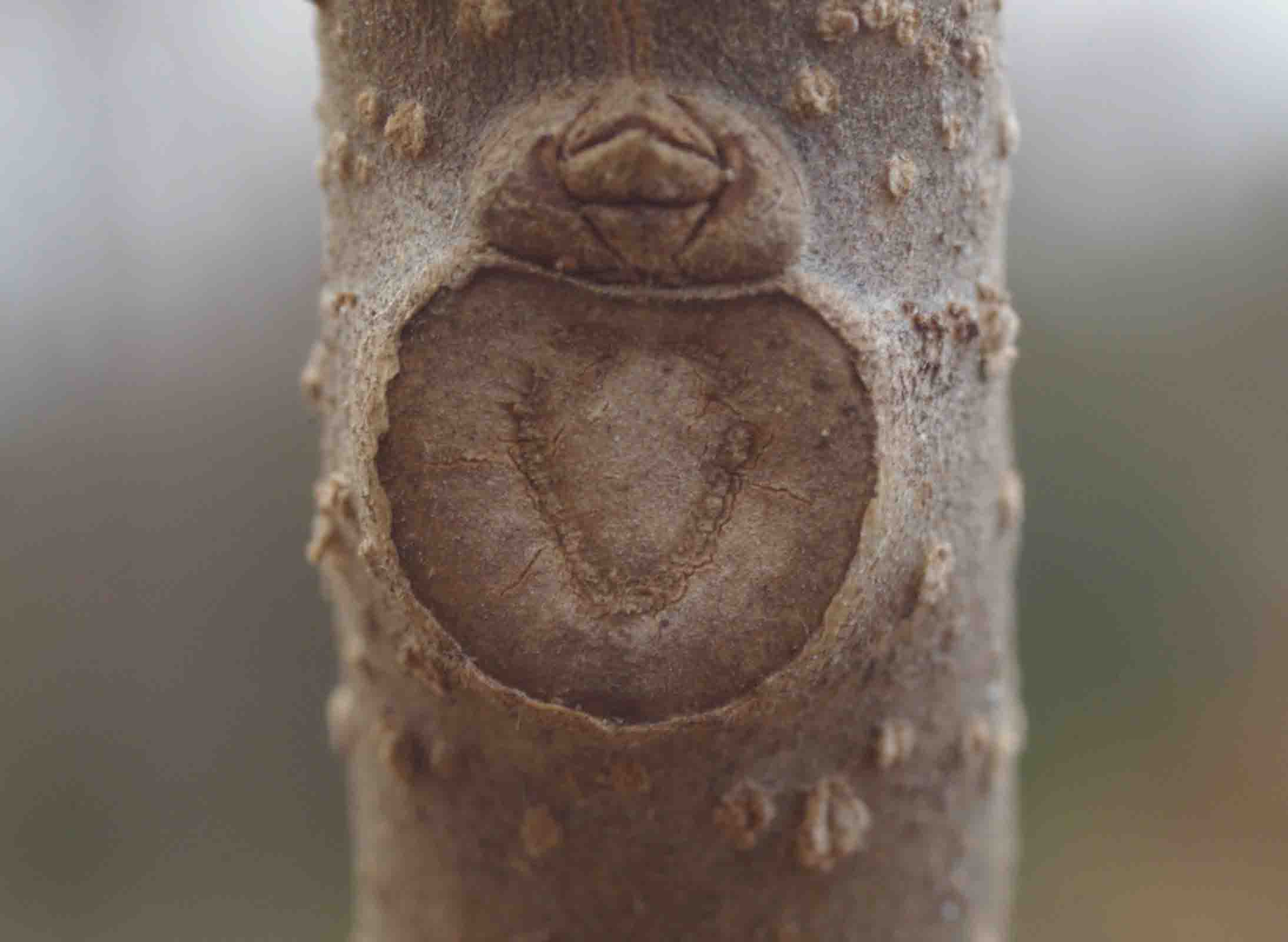 キリの葉痕