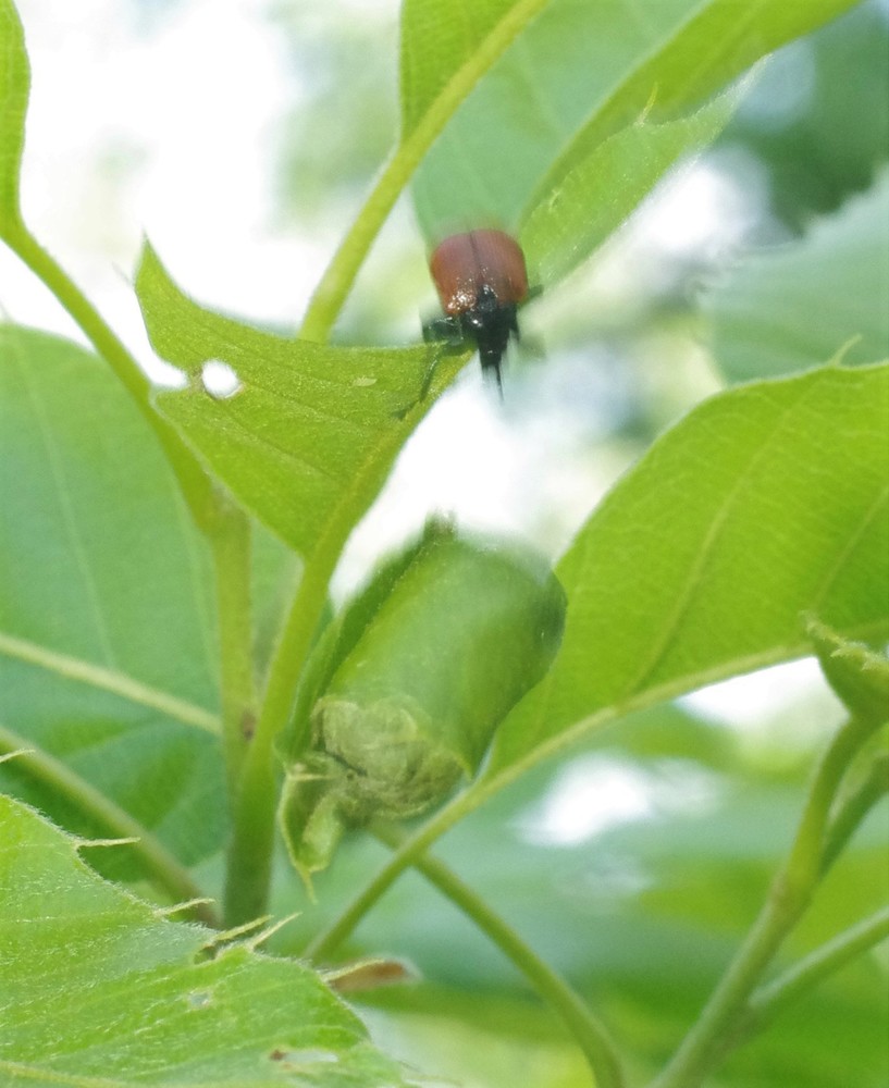 甲虫 デジカメ片手に自然散歩