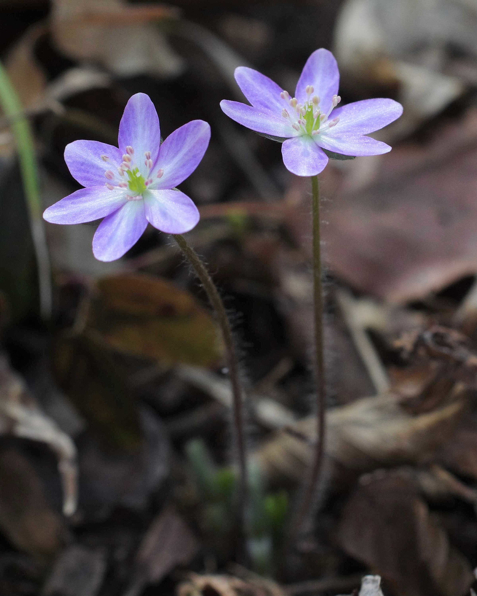 花 デジカメ片手に自然散歩