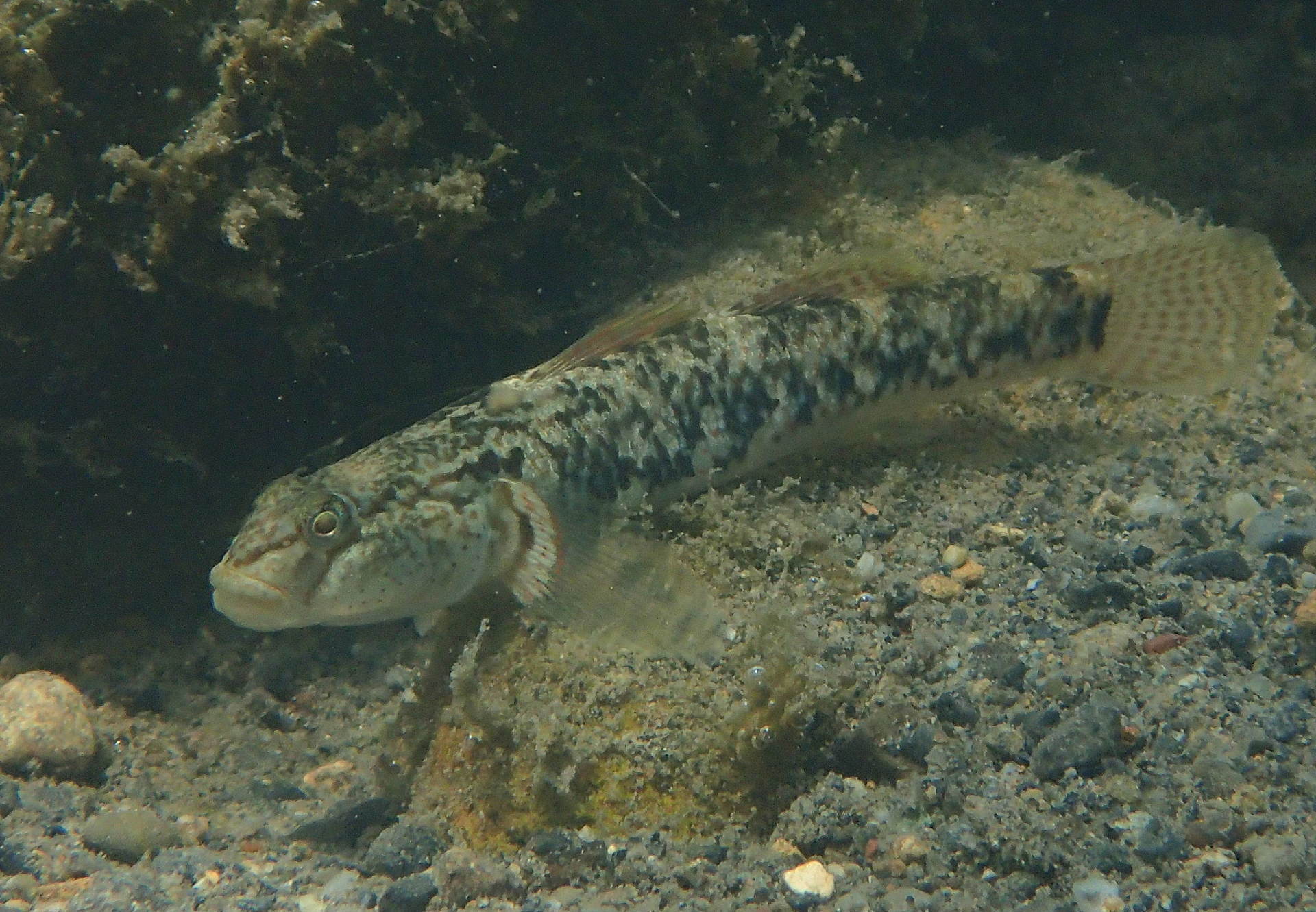 淡水魚 デジカメ片手に自然散歩