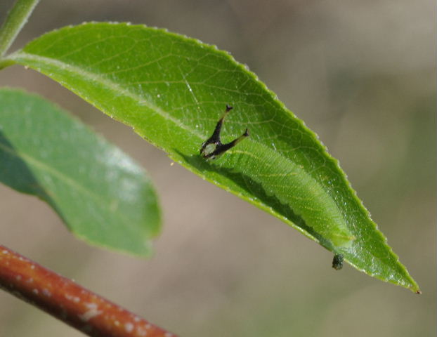 葉上のコムラサキ幼虫 デジカメ片手に自然散歩