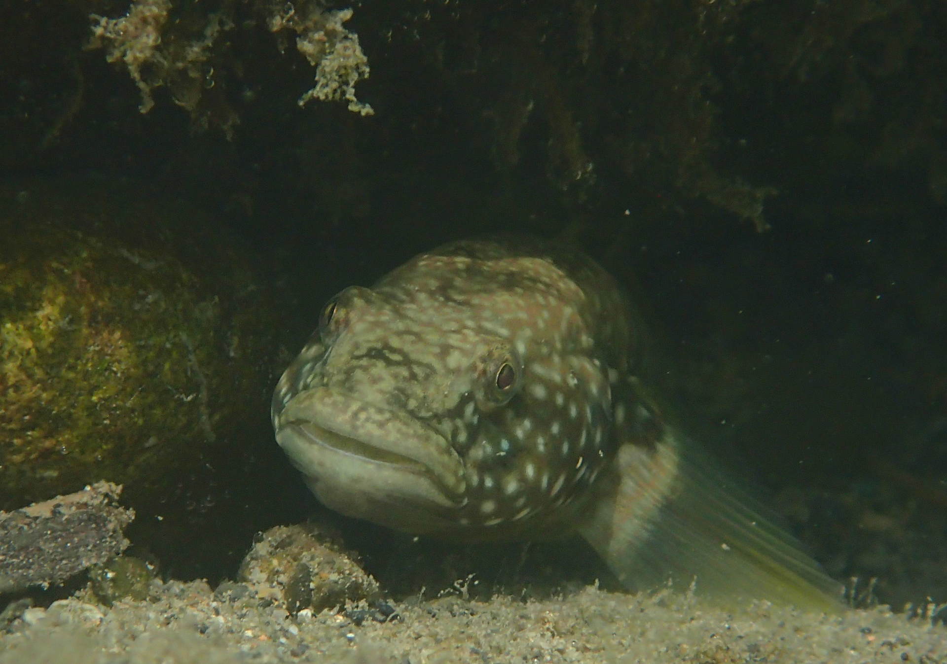 淡水魚 デジカメ片手に自然散歩