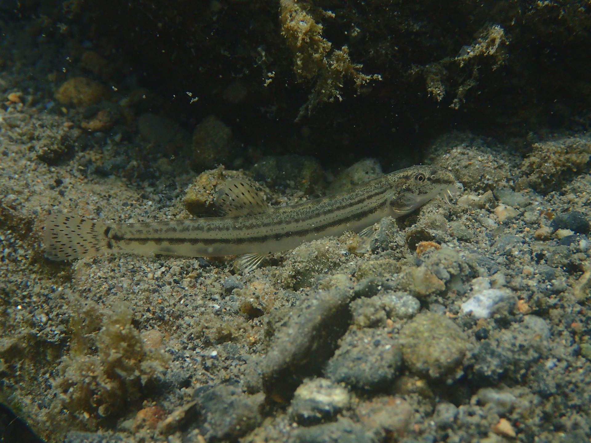 淡水魚 デジカメ片手に自然散歩