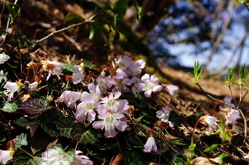 イワウチワ130414-1.JPG