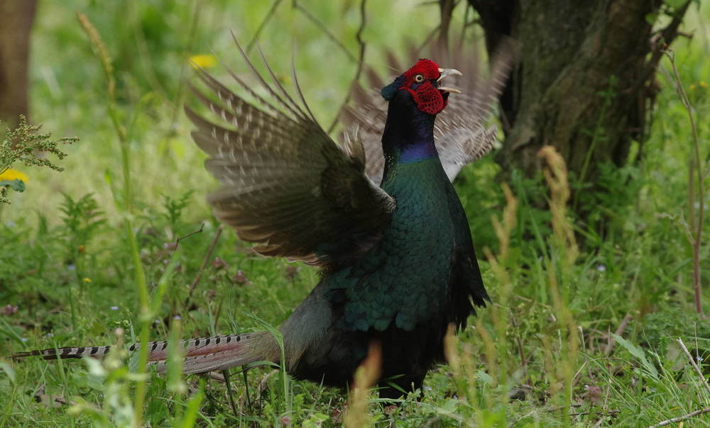 キジ♂鳴く200421.JPG
