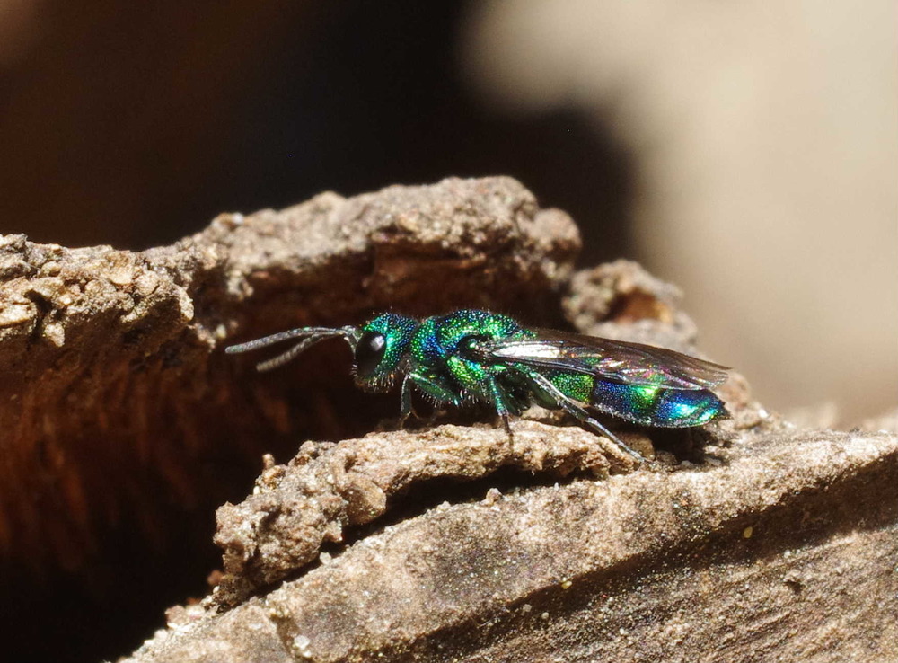 ナミハセイボウ180504-2.JPG